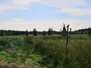 Dead tree standing in moorland wetlands landscape