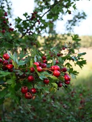 Hawthorn berries ripening on a green bush