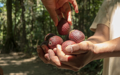 Aguaje or Buriti, an Amazonian fruit from the Mauritia flexuosa palm, sustainably harvested by Amazonian communities in Madre de Dios; a superfruit with skin-benefiting properties, used in cosmetics