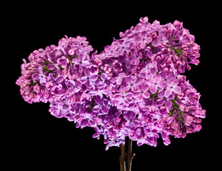 Lilac flowers isolated on black background.