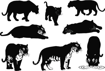 Black tiger silhouettes in action — walking, resting, drinking, roaring — with cub, ideal for wildlife, jungle, predator vector designs, logos, and nature-themed art