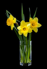 Narcissus flowers isolated on black background.