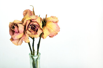 faded and dried roses pink and yellow