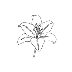 Minimal Lily Flower Line Art