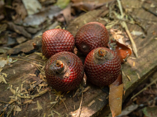 Aguaje or Buriti, an Amazonian fruit from the Mauritia flexuosa palm, sustainably harvested by Amazonian communities in Madre de Dios; a superfruit with skin-benefiting properties, used in cosmetics