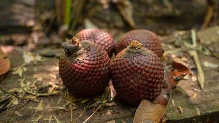 Aguaje or Buriti, an Amazonian fruit from the Mauritia flexuosa palm, sustainably harvested by Amazonian communities in Madre de Dios; a superfruit with skin-benefiting properties, used in cosmetics