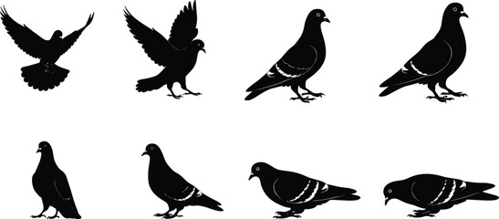 pigeon, bird, wildlife, animal, silhouette, icon, vector, illustration, black, white, flying, standing, crouching, walking, feeding, posture, anatomy, feathers, urban, study, design, behavior