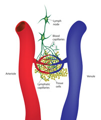 Lymphatic circulation -lymphoid system (Collecting excess fluid from your body's tissues and returning it to bloodstream)