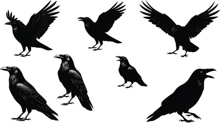raven, bird, wildlife, animal, silhouette, icon, vector, illustration, black, white, flying, standing, calling, posture, anatomy, feathers, forest, study, design, behavior, corvid
