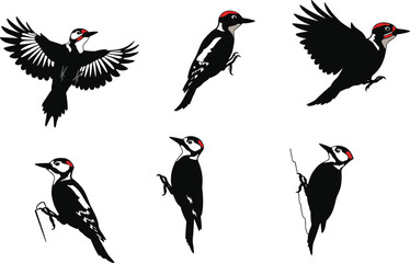 woodpecker, bird, wildlife, animal, silhouette, icon, vector, illustration, black, white, flying, perched, clinging, posture, anatomy, feathers, forest, study, design, behavior, tree