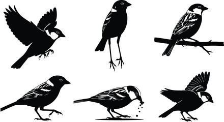 sparrow, bird, wildlife, animal, silhouette, icon, vector, illustration, black, white, flying, perched, standing, walking, feeding, posture, anatomy, feathers, forest, study, design, behavior