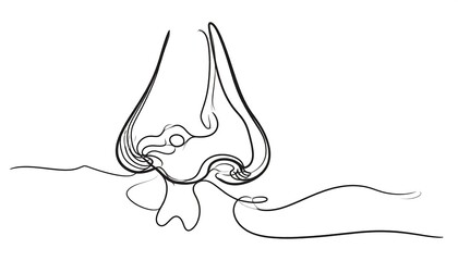 Continuous line drawing of a nose