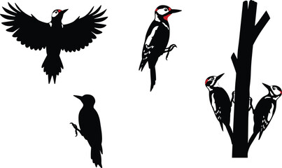 woodpecker, bird, wildlife, animal, silhouette, icon, vector, illustration, black, white, flying, perched, climbing, posture, anatomy, feathers, forest, study, design, behavior, tree