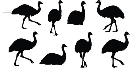 emu, bird, wildlife, animal, silhouette, icon, vector, illustration, black, white, walking, running, standing, sitting, posture, anatomy, feathers, Australia, study, design, behavior