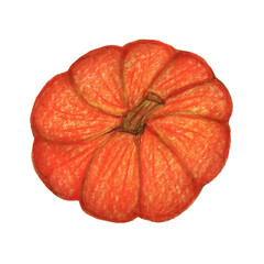 Pumpkin Isolated on white background. Hand drawn pumpkin Watercolor. Vegetables, harvest, colored botanical illustration.