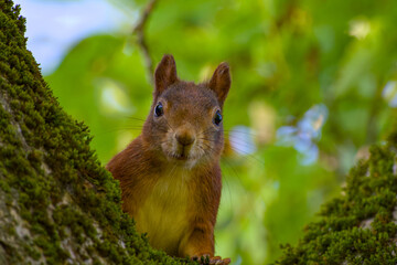 Curious red squirrel peeking out from tree