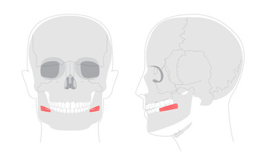 Risorius - Human mouth muscle shown in anatomy illustration that retracts the angle of the mouth for expressions like smiling, presented as a medical and educational diagram.