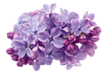 Delicate Purple Lilacs A Blooming Springtime Delight