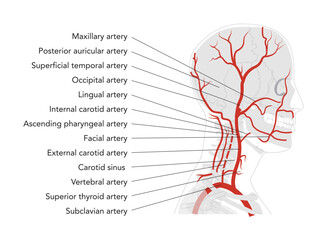 Human head arteries in human head skeleton medical diagram, external carotid system branching, labeled vessels, anatomical illustration, science education reference