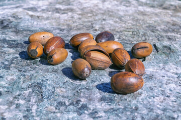 Close-up of dry oak acorns against a stone surface.