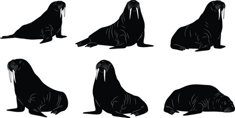 walrus, marine, wildlife, animal, mammal, silhouette, icon, vector, illustration, black, white, sitting, lying, reclining, posture, anatomy, tusks, Arctic, study, design, behavior © Bappi Creatives