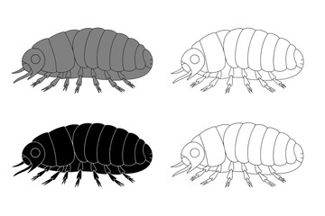 Detailed illustrations of a woodlouse in various artistic styles