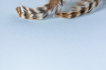 Two bird feathers, blue velvet paper background, copy space.  