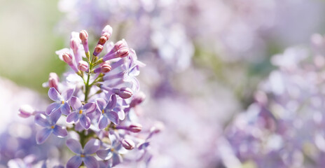 Lilac flower macro view, shallow depth of field. Spring nature floral wallpaper