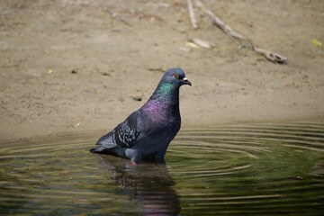 A pigeon stands in the water on the beach shore in summer on a hot sunny day.