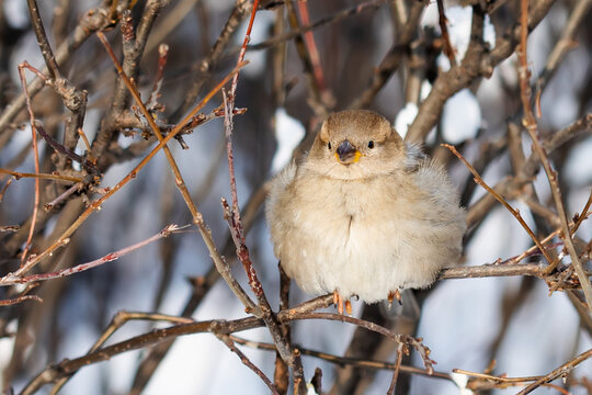 Young female sparrow has ruffled his feathers, fluffed them up and is sitting on a branch of a bush. The bird is in a winter park during frosty weather. Passer domesticus, female bird - Powered by Adobe