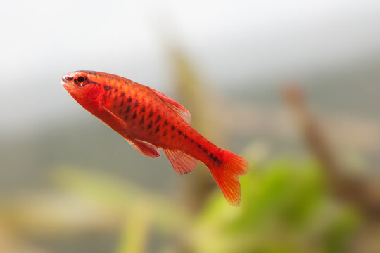 Aquarium fish barbus Puntius titteya, male. Blurred tank background. Macro view, shallow depth of field, selective focus