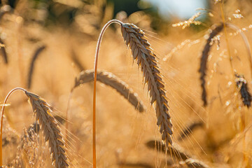 Close-up view of ripe golden wheat field, recently cut or about to be harvested, warm, glowing lighting, intricate shadows, upward perspective emphasizing length and fullness of grain