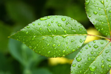 Macro view rose green leaf with water droplets.