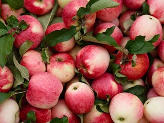 Background of freshly harvested organic apples. Close-up.