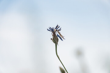 Close-up of a blue-petaled flower with dark center, possibly pollinated, in a central European meadow against a blurred background The image was likely taken outdoors during daylight hours with natu