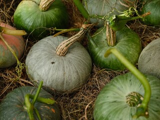 Freshly harvested pumpkins lying on hay