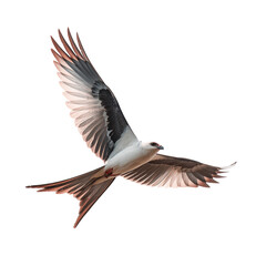 Elegant swallowtail kite soars gracefully with wings spread wide in flight