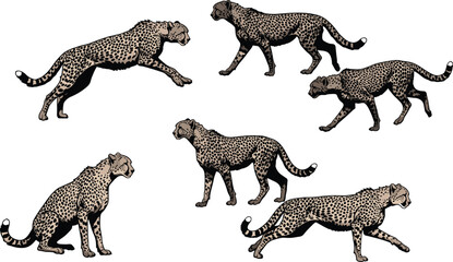 Cheetah vector illustration collection, running and sitting poses, spotted wild animal drawings, jungle predator artwork, big cat design, wildlife graphic