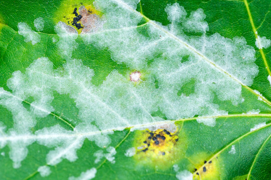 Powdery mildew on a leaf with tar spots