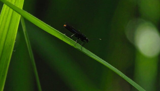 Black insect on green blade of grass