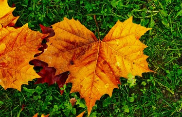 Colorful dry autumn leaves on wooden table in nature decorative fall background