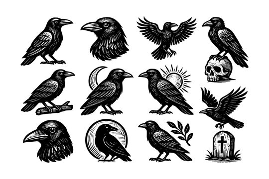 Vintage raven art collection: detailed crow illustrations with gothic elements