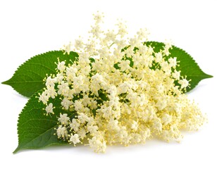Fresh elderflower blossoms