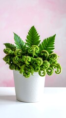 Fresh fern sprouts in white pot