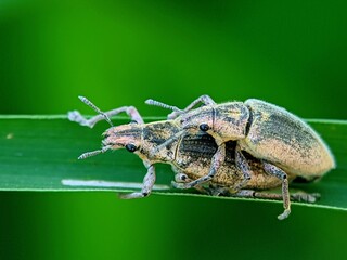 High Angle Macro Shot: Two Curculionidae Beetles Mating on a Grass Leaf