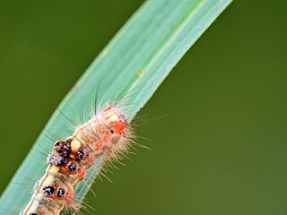 Stock Photo: Caterpillar (Lepidoptera) Crawling on Green Leaf with Unique Body Pattern