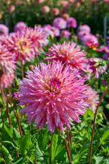 pink dahlia Nenekazi with multiple flowers in the background
