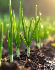 Fresh green onion sprouts in fertile soil