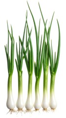 Fresh green onions on white background