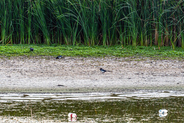 Three Eurasian magpies forage on the muddy bank of a serene lake, framed by lush green reeds in the background. In the foreground there is floating garbage - plastic bottles, environmental pollution.